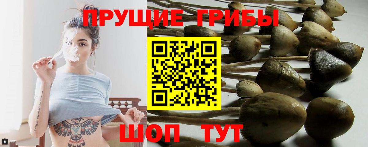 Галлюциногенные грибы Psilocybe Горячий Ключ
